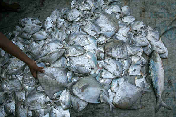 Fish Fish