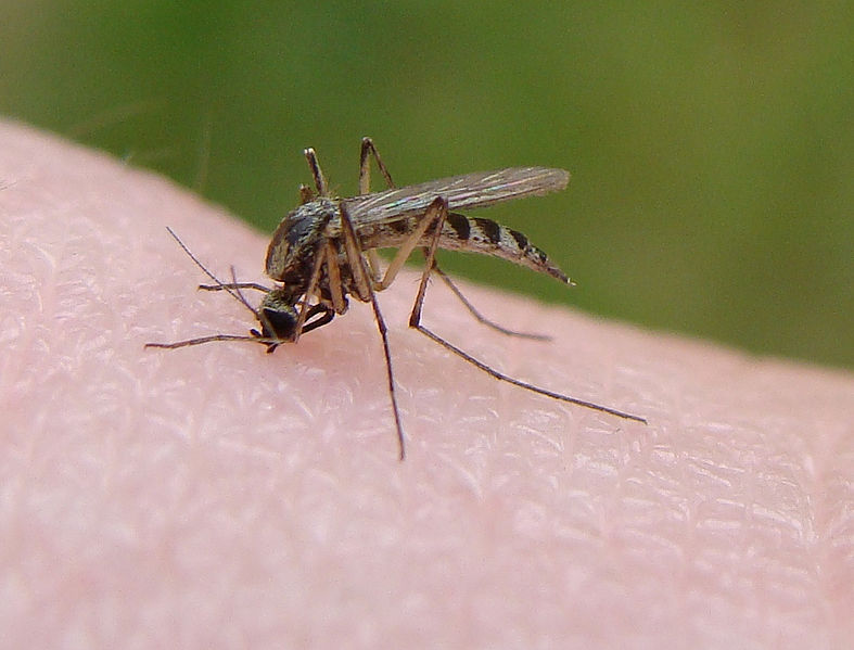 Mosquitoes that carry diseases like West Nile Virus may soon make their home in the United Kingdom. Mosquitoes that carry diseases like West Nile Virus may soon make their home in the United Kingdom.