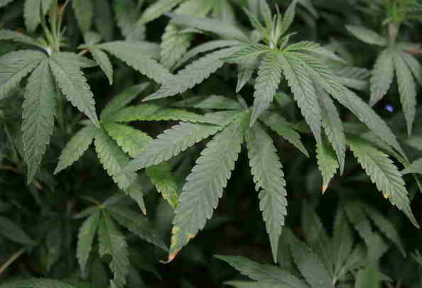 Marijuana Marijuana
