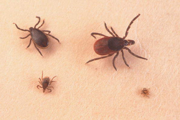Ticks