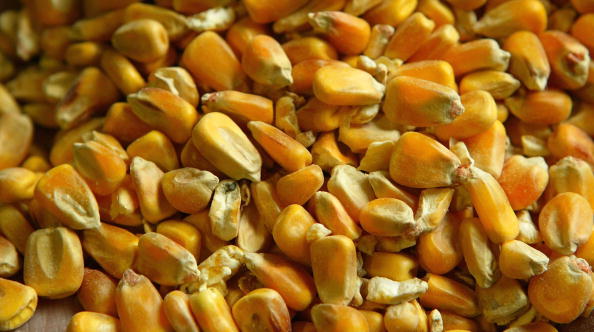 Most of the corn grown in the United States is genetically modified. The USDA is creating a certification process for foods that are GMO-free. Most of the corn grown in the United States is genetically modified. The USDA is creating a certification process for foods that are GMO-free.