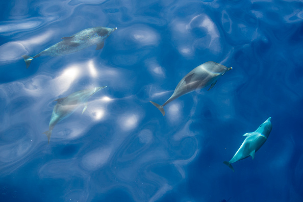 Dolphins Dolphins
