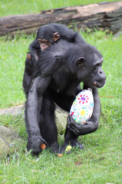 Chimpanzees Chimpanzees