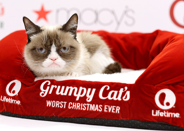 Grumpy cat Grumpy cat