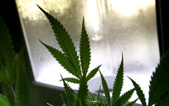 Marijuana leaf Marijuana leaf
