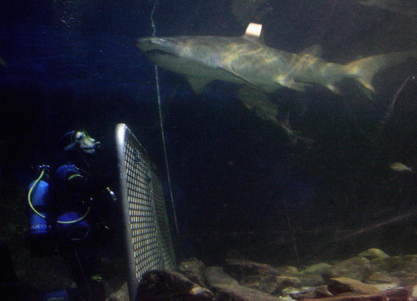Shark Shark