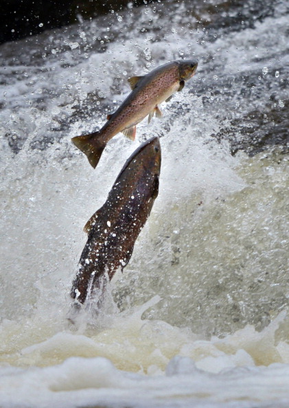 Chinook Salmon Leaps Through White Water May 17 2001 In The... Chinook Salmon Leaps Through White Water May 17 2001 In The...