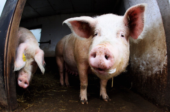 400-pound Pig Saved By Detroit Police 