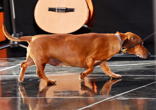 Dachshund Dachshund