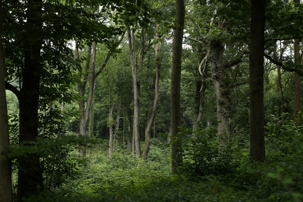 Woods Woods