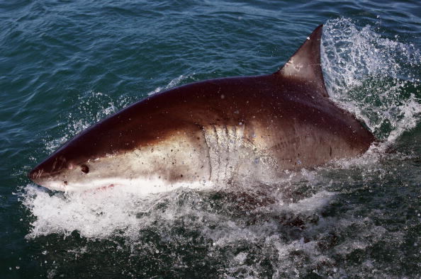 Shark Shark