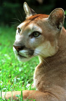 Cougar Cougar