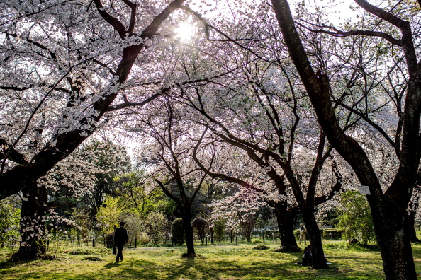 Japanese Enjoy Cherry Blossom Season Japanese Enjoy Cherry Blossom Season