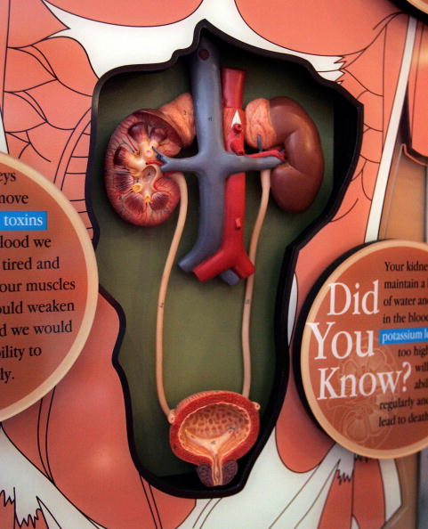 Nation'sFirst KidneyMobile Offers Free Kidney Screenings Nation'sFirst KidneyMobile Offers Free Kidney Screenings