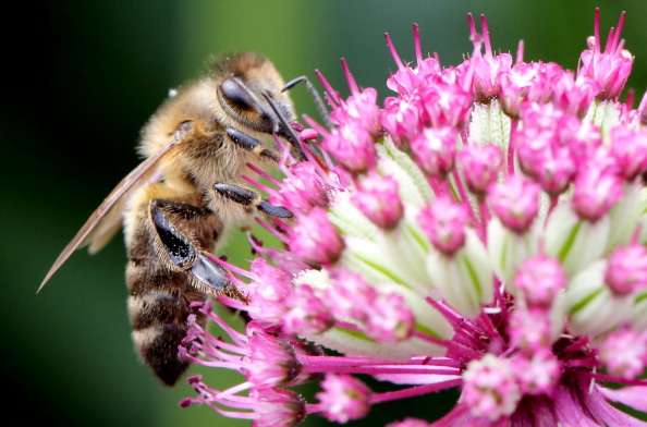 6-smart-ways-to-get-rid-of-bees-under-your-deck-lawn-gone-wild