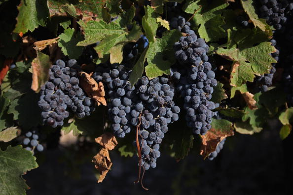 Grapes Grapes