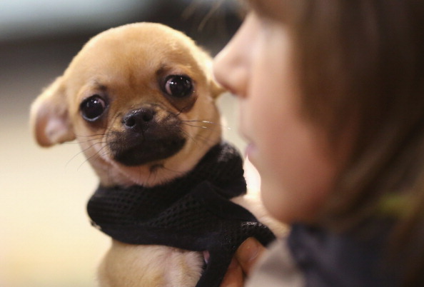 Animal Lovers Converge On Pet Fair Animal Lovers Converge On Pet Fair