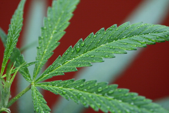 People with glaucoma often ask for prescriptions for marijuana on the misconception that it is effective for their condition. People with glaucoma often ask for prescriptions for marijuana on the misconception that it is effective for their condition.