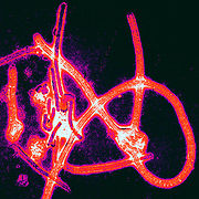 Guinea has been declared free of the Ebola virus. Guinea has been declared free of the Ebola virus.