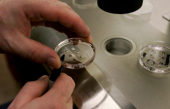 California Embryo Bank Provides Donated Eggs For Stem Cell... California Embryo Bank Provides Donated Eggs For Stem Cell...