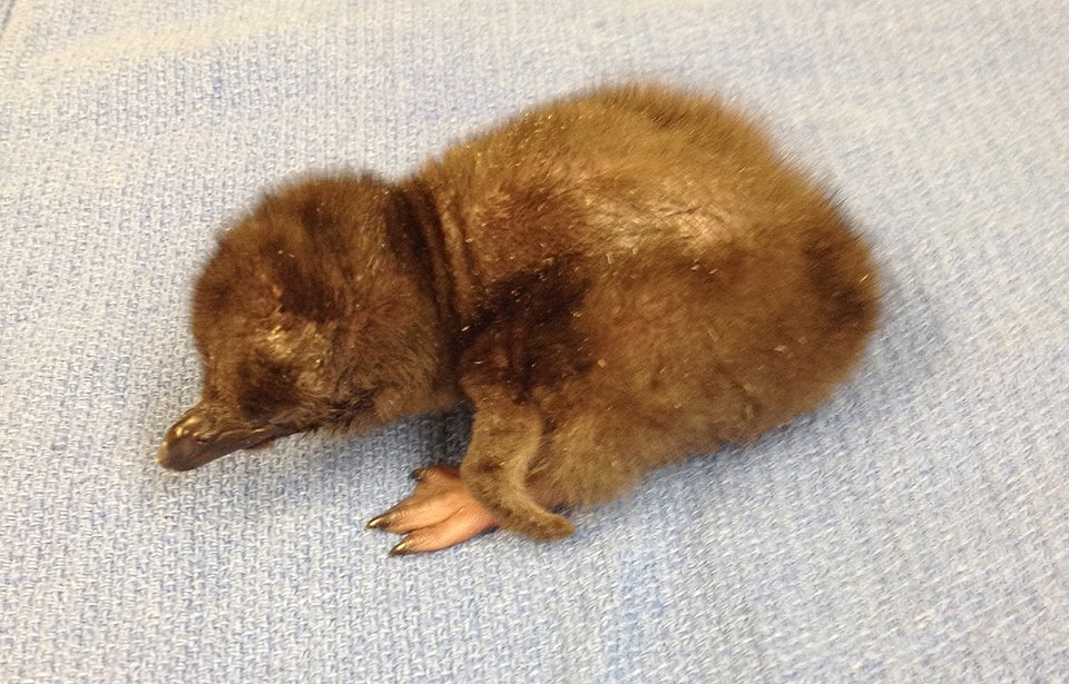 Bowie the Penguin