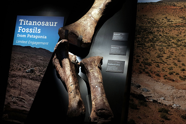 Titanosaur Fossil Titanosaur Fossil