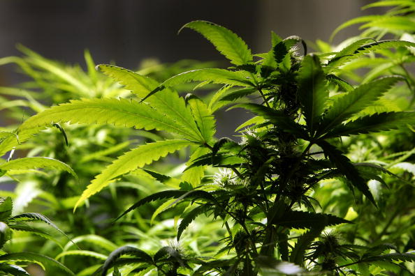 Marijuana Marijuana