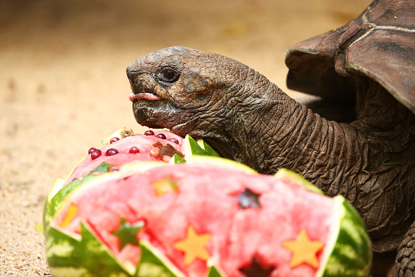 Tortoise Tortoise