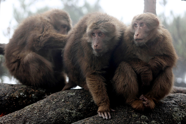 Monkey