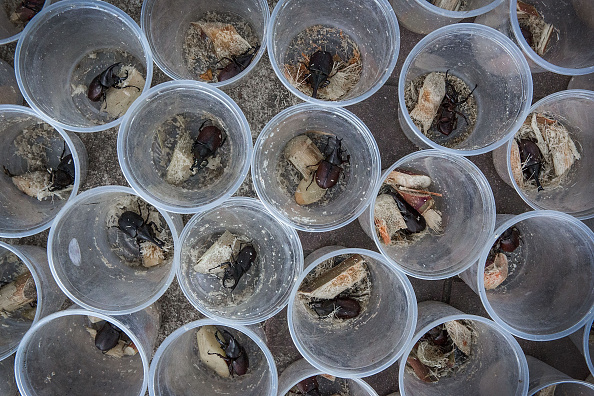 Beetles Beetles