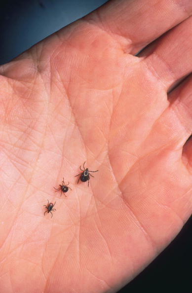Ticks Ticks