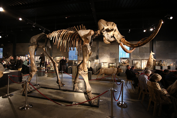 Woolly Mammoth Woolly Mammoth