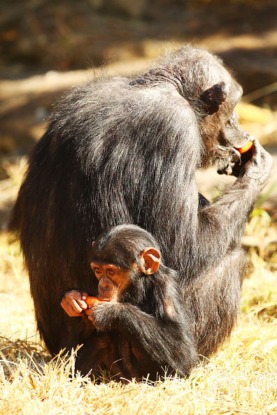 Monkeys Monkeys