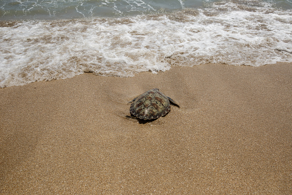 Turtle Turtle