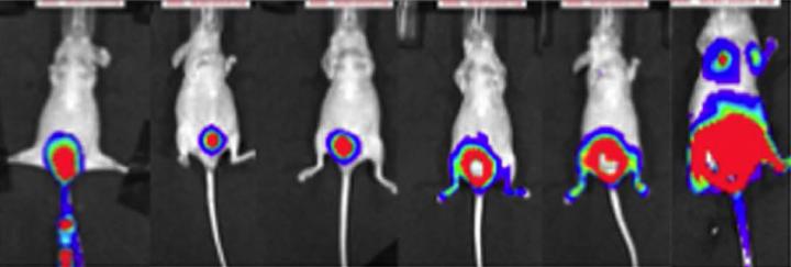 Tumor Growth in the Xenograft Bladder Cancer Model Tumor Growth in the Xenograft Bladder Cancer Model