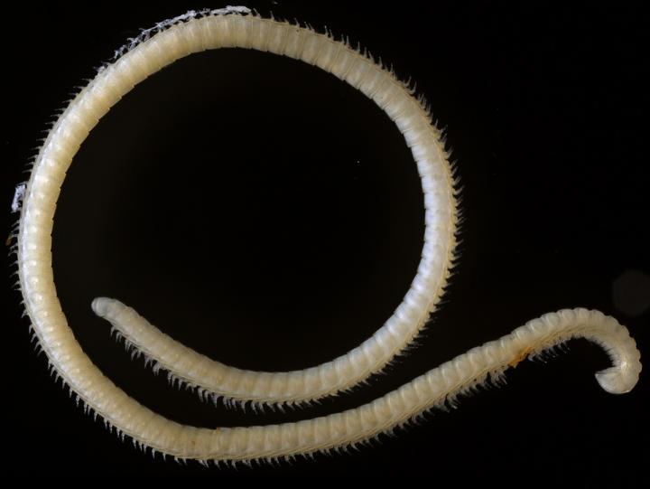 The New Species of Extremely Leggy Millipede The New Species of Extremely Leggy Millipede