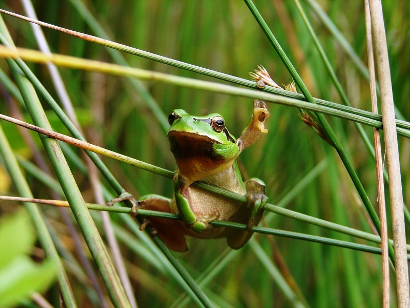 Frog and Toad Larvae Become Vegetarian when It Is Hot Frog and Toad Larvae Become Vegetarian when It Is Hot