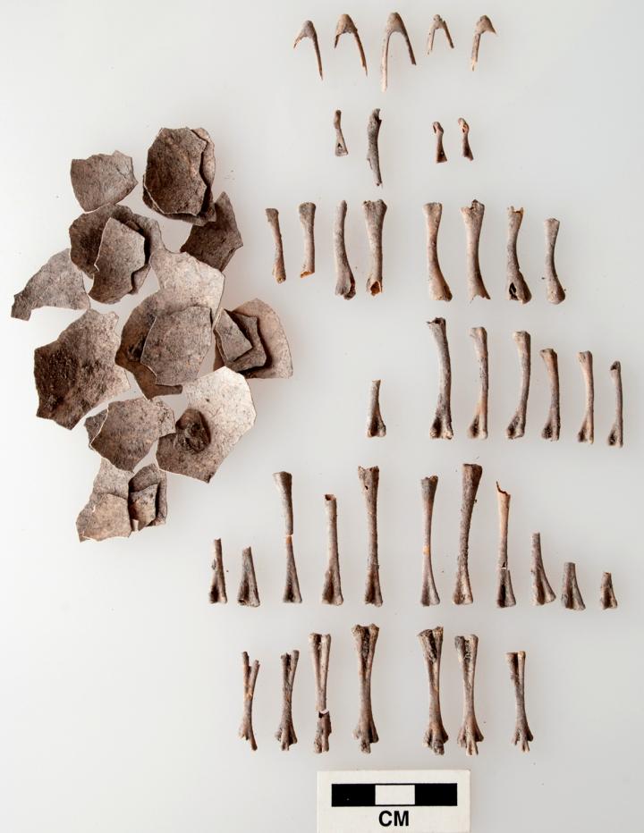 Turkey Eggshells and Bones Turkey Eggshells and Bones