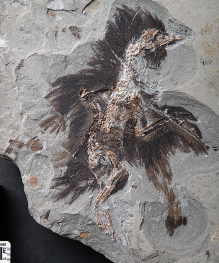 Eoconfuciusornis
