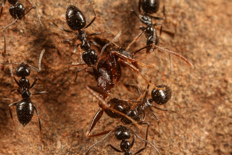 New dominant ant species discovered in Ethiopia shows potential for global invasion New dominant ant species discovered in Ethiopia shows potential for global invasion