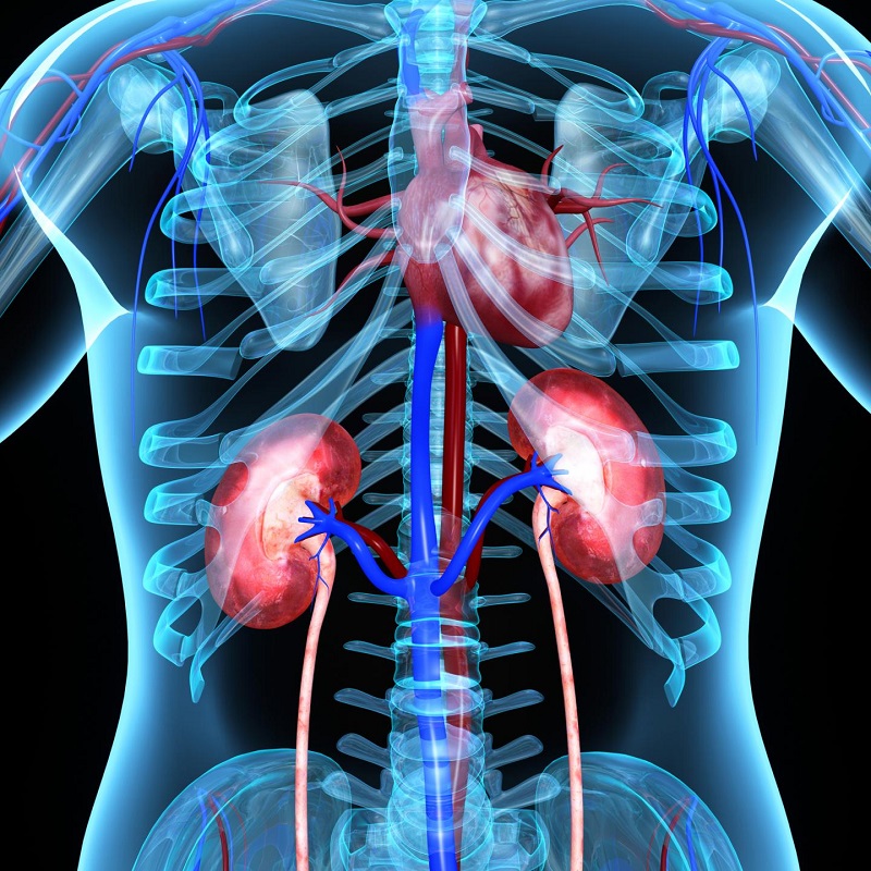 Kidney Transplant Study Kidney Transplant Study