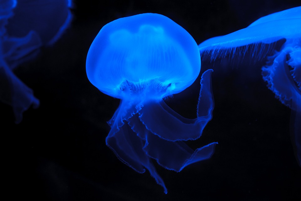 Brazilian study compiles data on 958 types of South American jellyfish