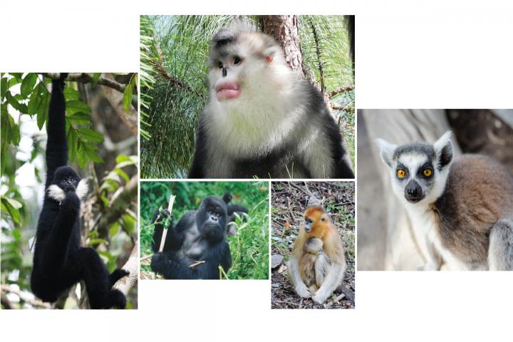 Primates in Danger Primates in Danger