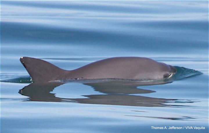 Vaquita Vaquita