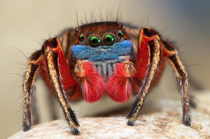 North American Habronattus Male Jumping Spider North American Habronattus Male Jumping Spider