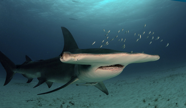 Great Hammerhead Shark Great Hammerhead Shark