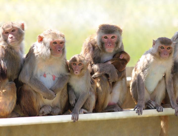 Rhesus Monkeys at the California National Primate Research Centre Rhesus Monkeys at the California National Primate Research Centre