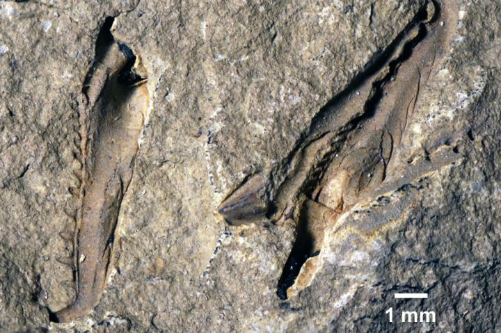 Websteroprion armstrongi Websteroprion armstrongi