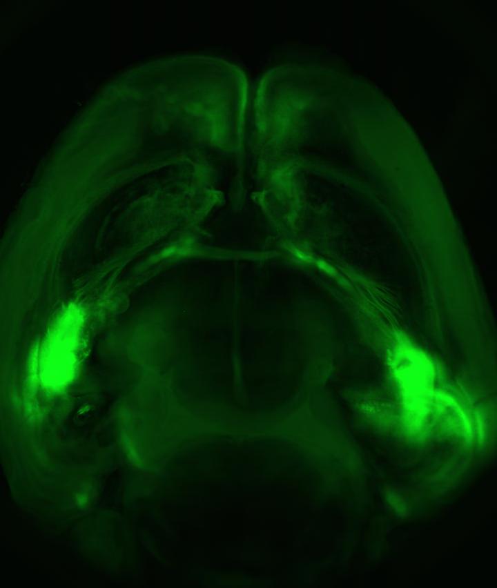 Mouse Brain Mouse Brain