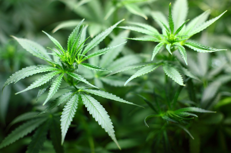 25% of problematic cannabis users have anxiety disorders, many since childhood 25% of problematic cannabis users have anxiety disorders, many since childhood